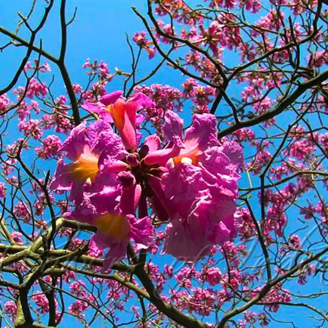 Tabebuia Rosea Plant